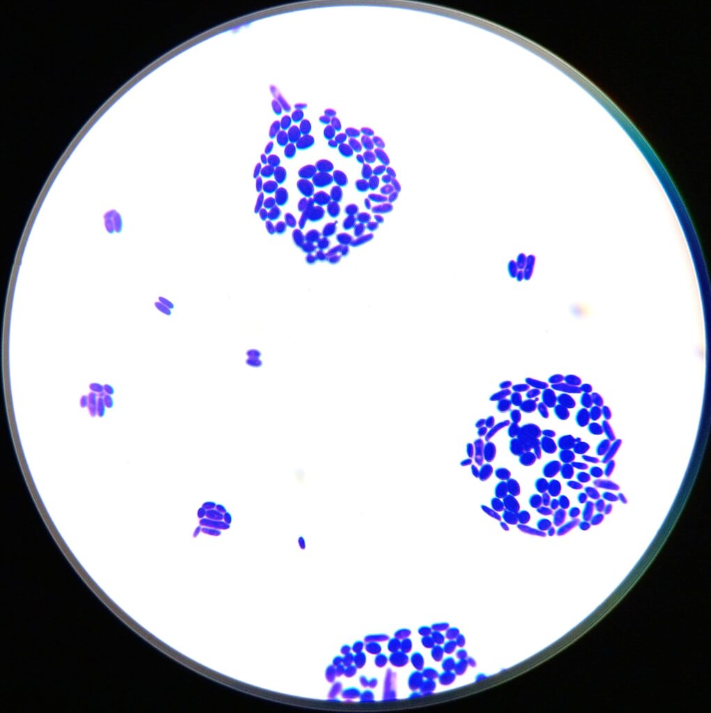 The square image is black with a white center. There are 2 full clusters of purple circles (Saccharomyces) and purple rods (Lactobacillus). There is a half cluster at the bottom of the image, and a few stragglers of lactobacillus cells floating around the clusters.